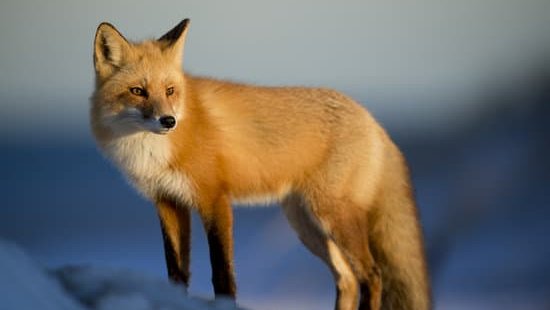 fox eye makeup